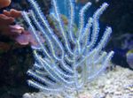 Aquarium Sea Fan, Euplexaura light blue Photo, description and care, growing and characteristics