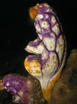 Photo hydroid hydroid Squirts Farraige, Tunicates saintréithe