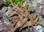 Sinularia Пръст Кожени Корали