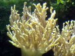 აკვარიუმი Sinularia თითის ტყავის Coral  მახასიათებლები და სურათი