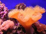 Aquarium Zachte Paddestoel, Sarcophyton rood foto, beschrijving en zorg, groeiend en karakteristieken