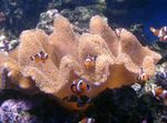 Aquarium Soft Mushroom  characteristics and Photo