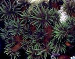 Akvárium Slnečnica Koral Oranžový  vlastnosti a fotografie