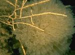 Akwarium Swiftia (Północna Fanem Na Morze) morza fanów żółty zdjęcie, opis i odejście, hodowla i charakterystyka