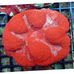 水族館 サンゴSymphyllia  特性 と フォト