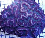Aquarium Symphyllia Coral  characteristics and Photo
