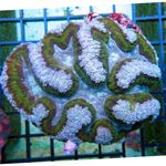 Akvárium Symphyllia Korall  jellemzők és fénykép