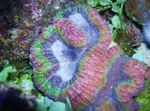 Akwarium Symphyllia Koralowa  charakterystyka i zdjęcie