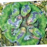 Akvaarium Symphyllia Korall  omadused ja Foto