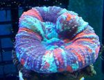 Aquarium Zahn Korallen, Korallen-Taste, Scolymia bunt Foto, Beschreibung und kümmern, wächst und Merkmale