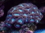 Akvarium Fakkelen Korall (Candycane Koraller, Trompet Korall)  kjennetegn og Bilde