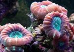 Akvárium Fáklya Korall (Candycane Korall, Korall Trombita), Caulastrea piros fénykép, leírás és gondoskodás, növekvő és jellemzők