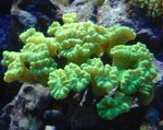 Aquarium Torch Coral (Candycane Coral, Trumpet Coral), Caulastrea yellow Photo, description and care, growing and characteristics