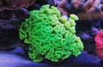 Akvárium Fáklya Korall (Candycane Korall, Korall Trombita), Caulastrea zöld fénykép, leírás és gondoskodás, növekvő és jellemzők