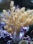 Akvarium Træ Bløde Koraller (Kenya Træ Koral), Capnella gul Foto, beskrivelse og pleje, voksende og egenskaber