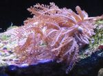 Akvarij Mahal Z Roko Coral clavularia značilnosti in fotografija