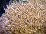 Akvarium Vinke Hånd Korall clavularia, Anthelia brun Bilde, beskrivelse og omsorg, voksende og kjennetegn