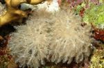 Akvarium Vinke Hånd Korall clavularia, Anthelia hvit Bilde, beskrivelse og omsorg, voksende og kjennetegn