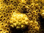 Akvarium White-Utsmykning Zoanthid (Karibiske Hav Matte) polypp, Palythoa caribaeorum gul Bilde, beskrivelse og omsorg, voksende og kjennetegn