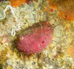 Aquarium Sea Invertebrates Abalone clams characteristics and Photo