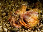 Photo Aquarium Sea Invertebrates lobsters Anemone Hermit Crab  characteristics