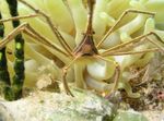 Photo Aquarium Sea Invertebrates  Arrow Crab, Caribean Spider Crab, Caribean Ghost Crab  characteristics