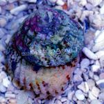 Photo Aquarium Sea Invertebrates clams Astraea Turbo Snail (Astraea Conehead Snail)  characteristics