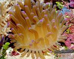 Aquarium Atlantic Anemone, Condylactis gigantea yellow Photo, description and care, growing and characteristics