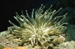 Aquarium Atlantic Anemone, Condylactis gigantea pink Photo, description and care, growing and characteristics
