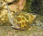 Photo Aquarium Sea Invertebrates clams Babylonia Spiratas  characteristics