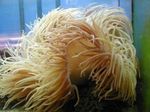 Aquarium Sea Invertebrates Beaded Sea Anemone (Ordinari Anemone)  characteristics and Photo