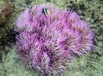 Akvarium Havet Hvirvelløse Dyr Beaded Søanemone (Ordinari Anemone)  egenskaber og Foto