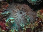 Akvarium Havet Hvirvelløse Dyr Beaded Hav (Aurora) Anemone  egenskaber og Foto