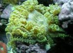 Aquarium Sea Invertebrates Beaded Sea (Aurora) Anemone  characteristics and Photo