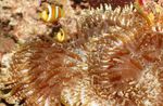Aquarium Sea Invertebrates Beaded Sea (Aurora) Anemone  characteristics and Photo