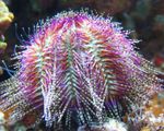 fotoğraf Akvaryum Deniz Omurgasızları kestaneleri Çift ​​renkli Deniz Kestanesi (Kırmızı Deniz Kestanesi)  özellikleri