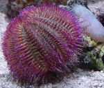 Akvaryum Deniz Omurgasızları Çift ​​renkli Deniz Kestanesi (Kırmızı Deniz Kestanesi) kestaneleri özellikleri ve fotoğraf