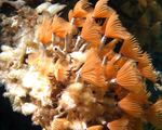 Aquarium Bispira Sp. fan worms red Photo, description and care, growing and characteristics