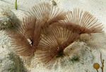 Aquarium Bispira Sp. fan worms light blue Photo, description and care, growing and characteristics