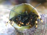 фотографија Акваријум Море Бескичмењаци јастога Black Hermit Crab (Yellow-Footed Hermit Crab)  карактеристике