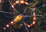 Aquarium Sea Invertebrates Blue-Legged Cleaner Shrimp, Yellow Banded Coral Shrimp, Yellow Boxer Shrimp  characteristics and Photo