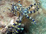 Blauw Geringde Octopus