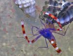 Aquarium Sea Invertebrates Boxer Shrimp Blue  characteristics and Photo