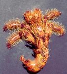 фотографија Акваријум Море Бескичмењаци јастога Bristly Hermit Crab  карактеристике