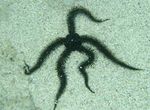 Akvariumas Trapūs Sea Star jūros žvaigždės, Ophiocoma juodas Nuotrauka, aprašymas ir kad, augantis ir charakteristikos