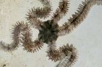 Akvarij Krhki Morska Zvezda, Ophiocoma svetlo modra fotografija, opis in nega, rast in značilnosti