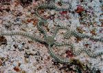 Aquarium Sea Invertebrates Brittle Sea Star Fancy  characteristics and Photo