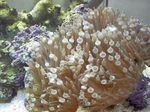 Aquarium Sea Invertebrates Bubble Tip Anemone (Corn Anemone)  characteristics and Photo