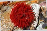 Aquarium Bulb Anemone, Actinia equina red Photo, description and care, growing and characteristics