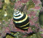 Photo Aquarium Sea Invertebrates clams Bumblebee Snail  characteristics